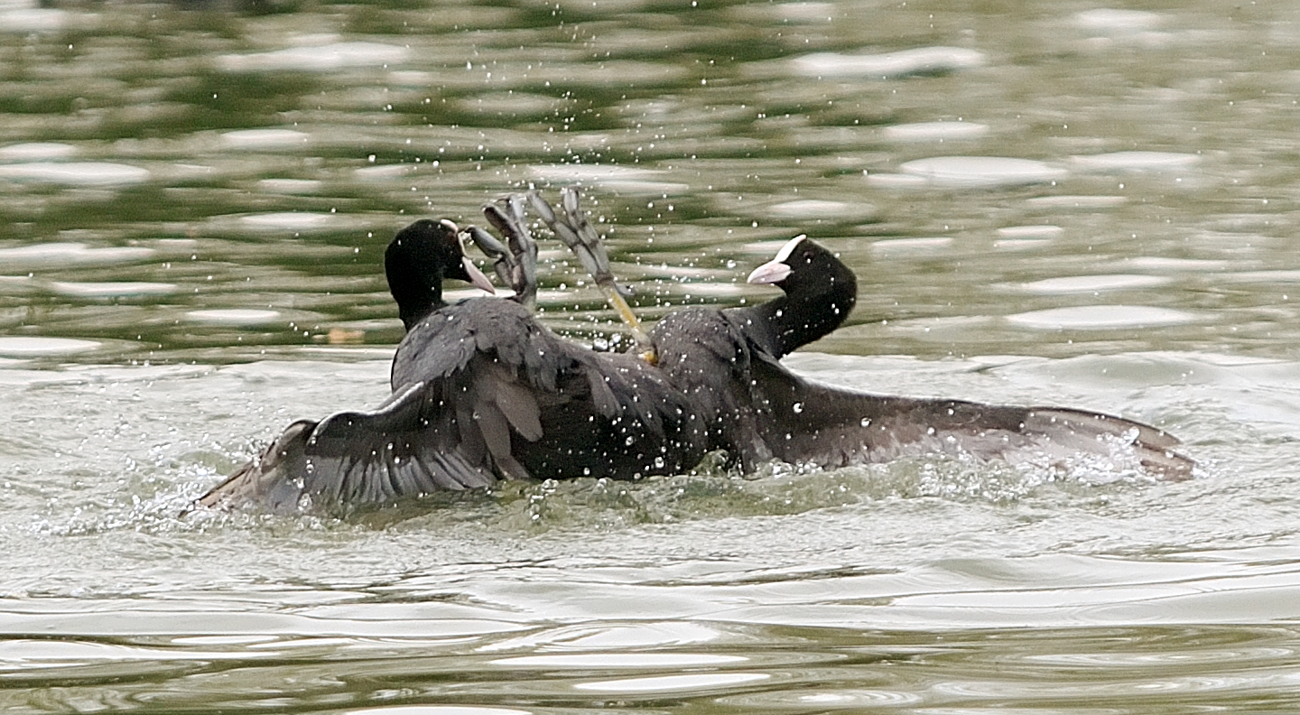 DSC_8733_1.jpg