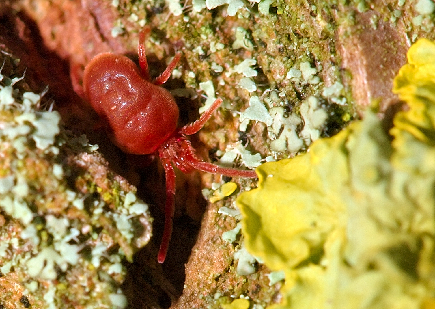 Trombidium_holosericeum_1_Luc_Viatour.jpg