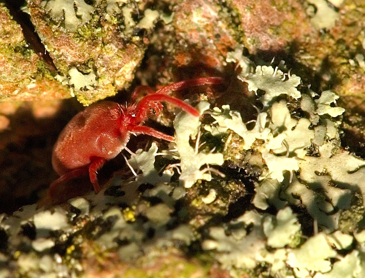 Trombidium_holosericeum_3_Luc_Viatour.jpg
