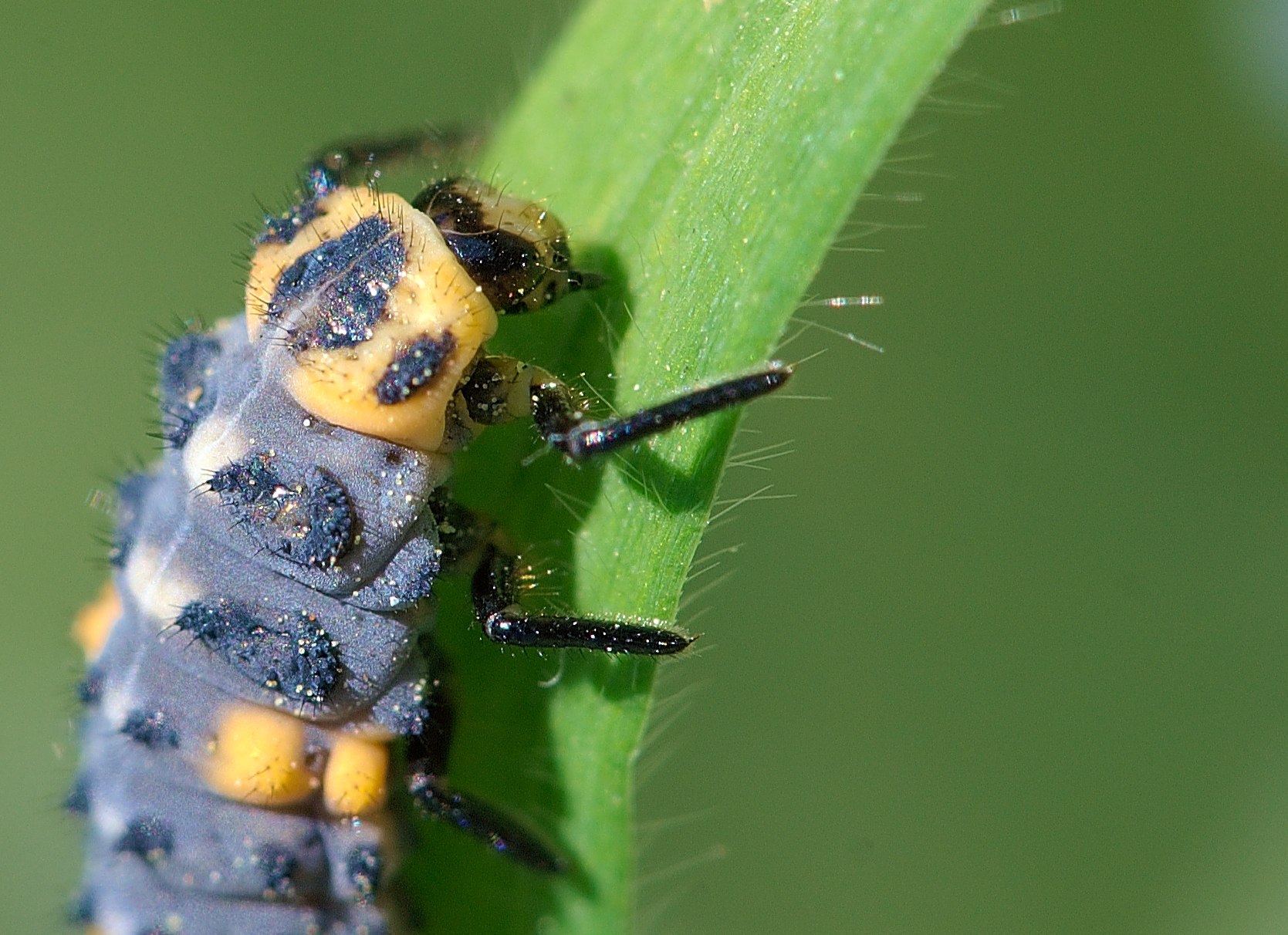 Coccinellidaejpg - Coccinellidaejpg.jpg Coccinellidaejpg.jpg